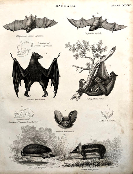 Mammalia... Natural History