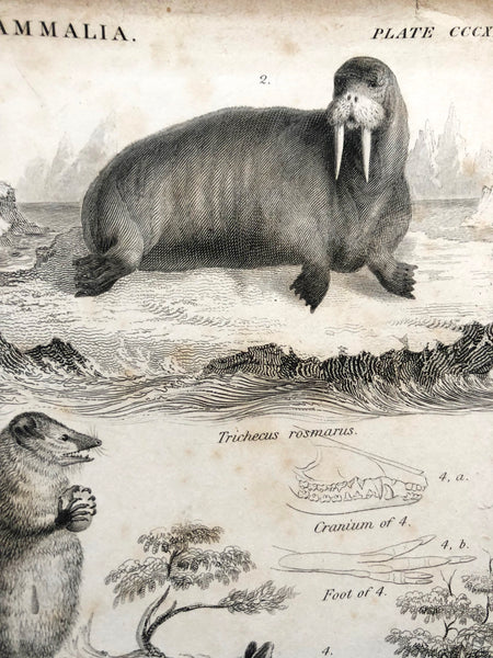 Mammalia... Natural History