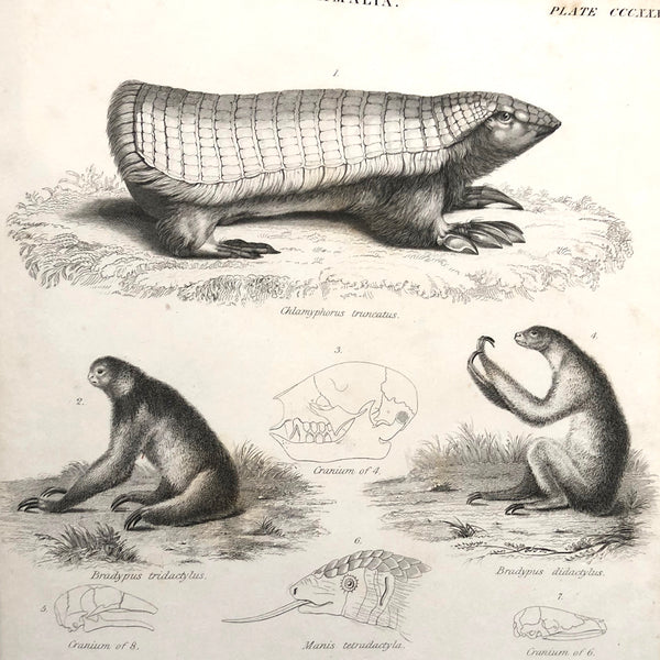Mammalia... Natural History