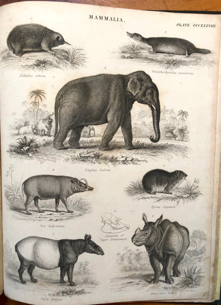 Mammalia... Natural History