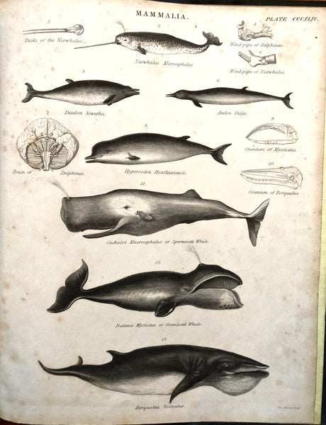Mammalia... Natural History