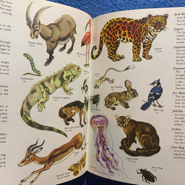 Five Hundred Animals from A to Z by Tibor Gergely