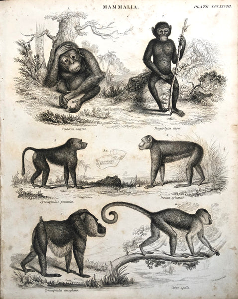 Mammalia... Natural History