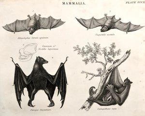 Mammalia... Natural History