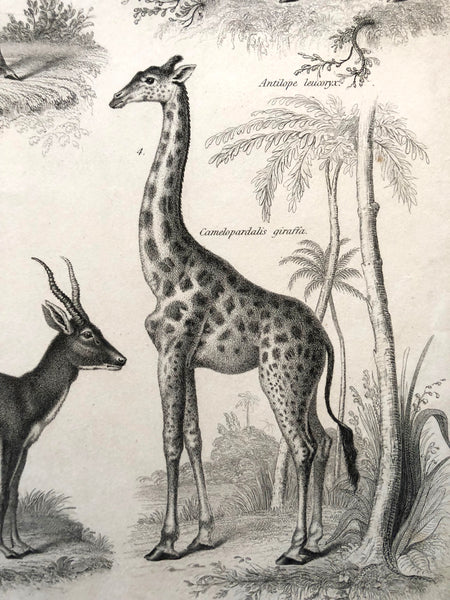 Mammalia... Natural History