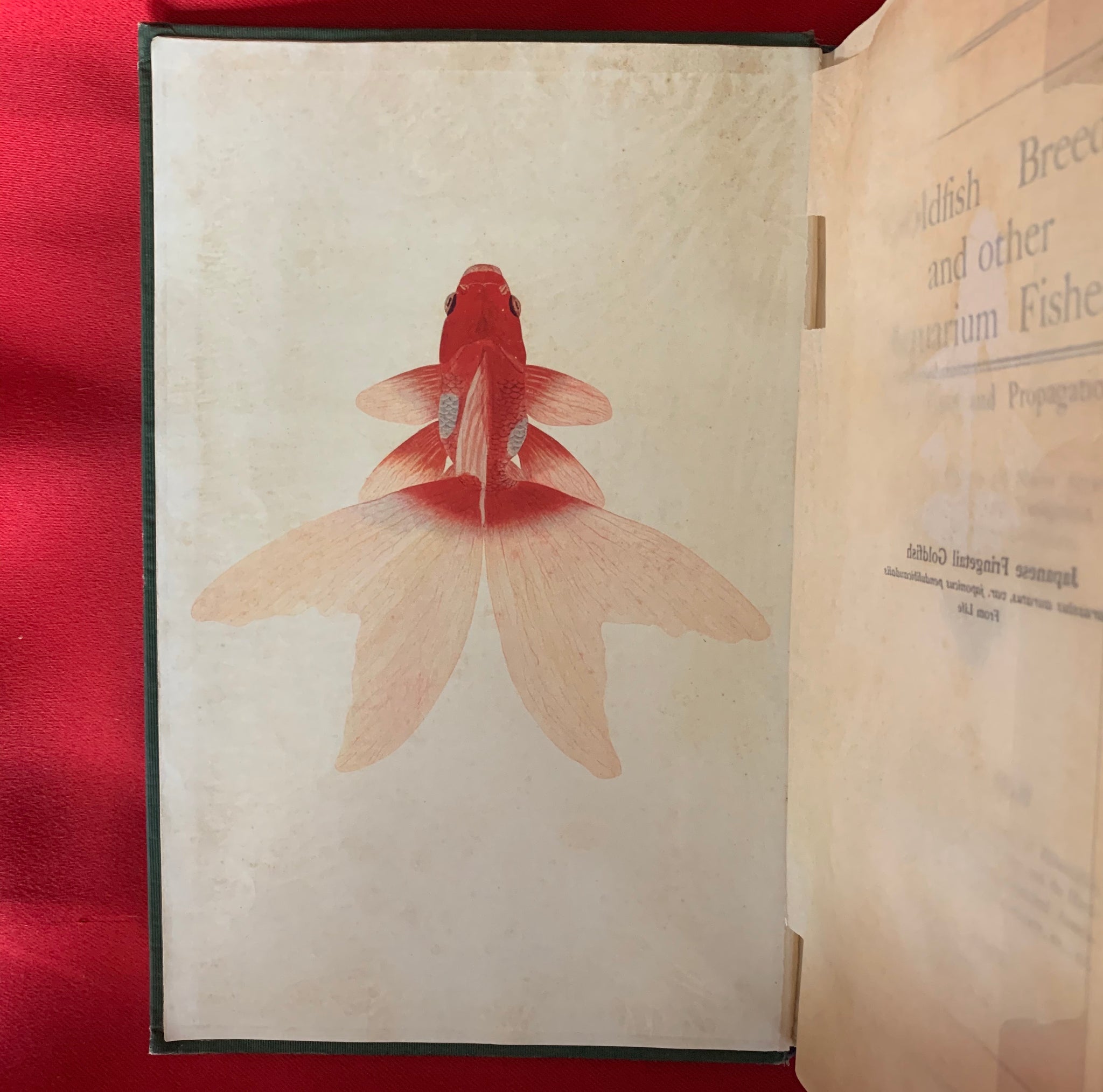 Goldfish Breeds and Other Aquarium Fishes